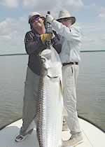 120 lb. Tarpon on 12 wt. fly rod