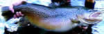 30-inch brown trout