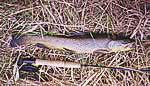 Green River brown trout caught by Brian Winn