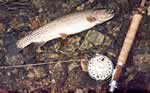 New Mexico cutthroat trout